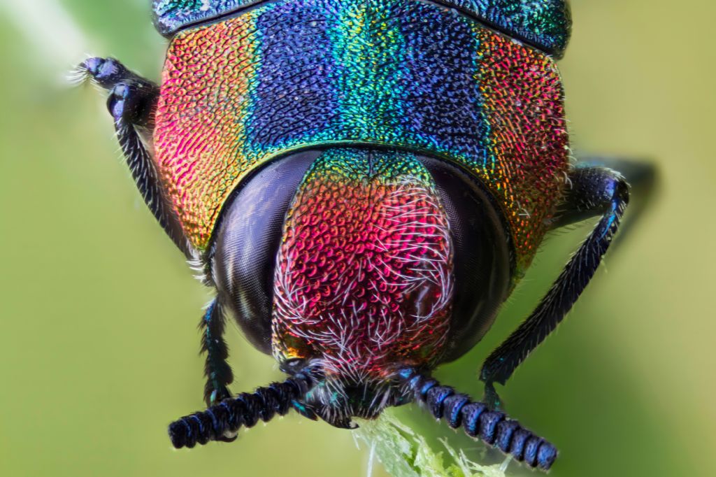 Buprestidae - femmina di Anthaxia hungarica